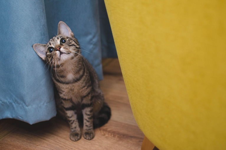 kedi kumu