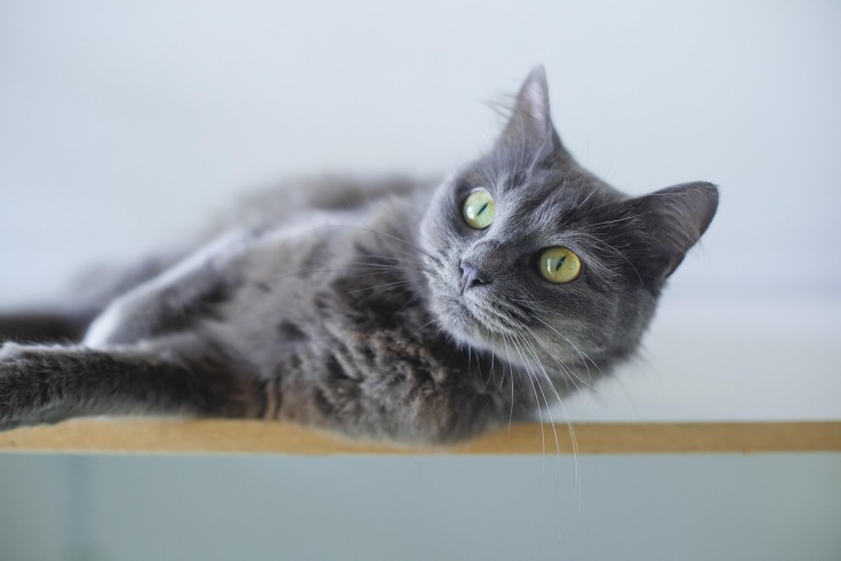 kedi maması
